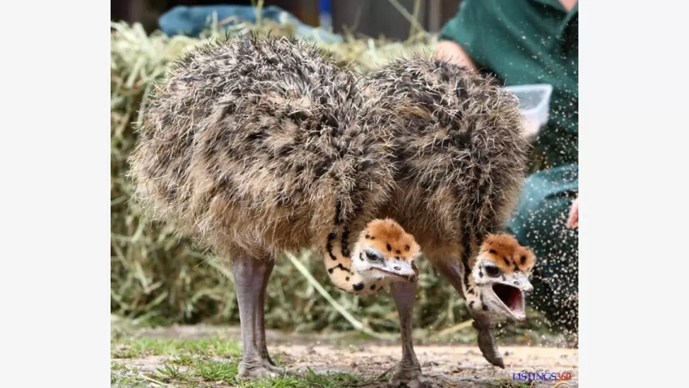 2,000 MK Healthy ostrich chicks and other exotic birds available